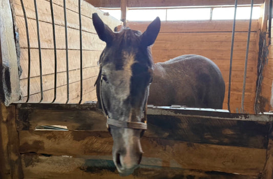 Dark Screen - Rising Ontario Sprinter